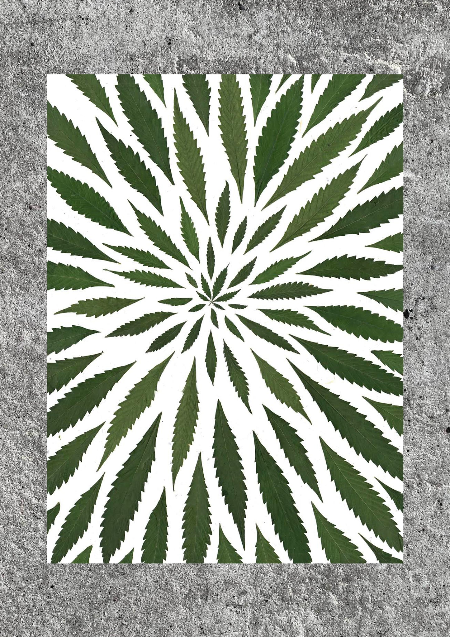 Malana Cream Print (A1)