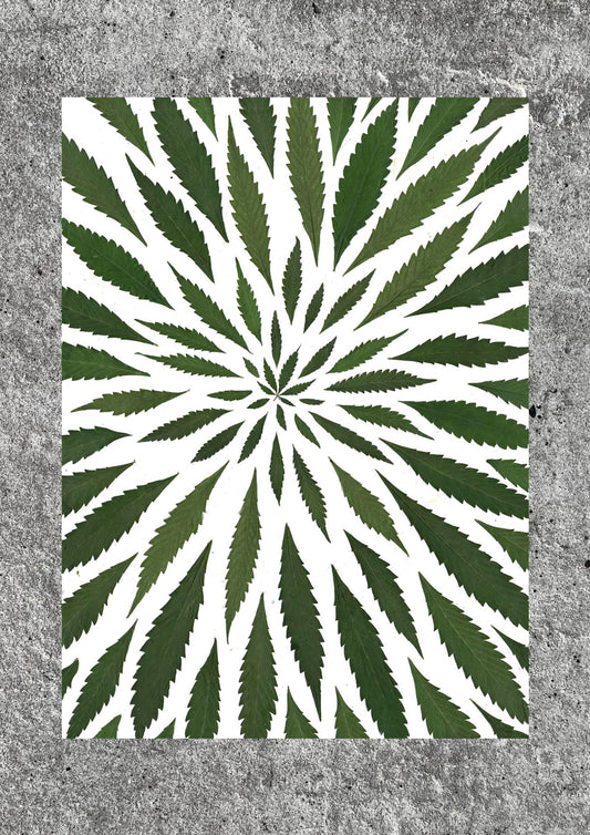 Malana Cream Print (A1)